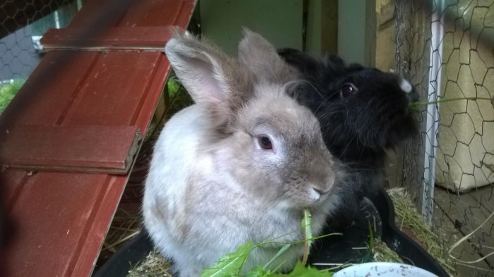 Kanit Hippu & Nuppu